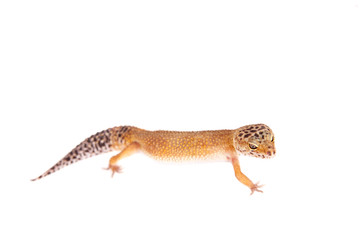 Leopard Gecko on a white background