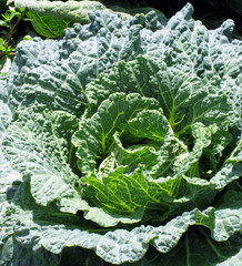 Cabbage