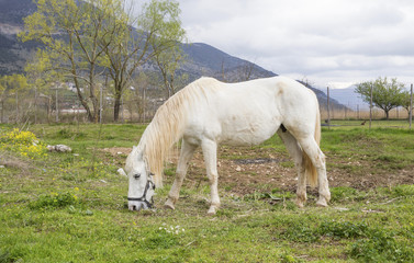 Obraz na płótnie Canvas white horse medow spring