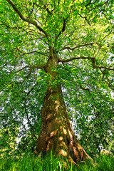 Fototapeta premium Tree