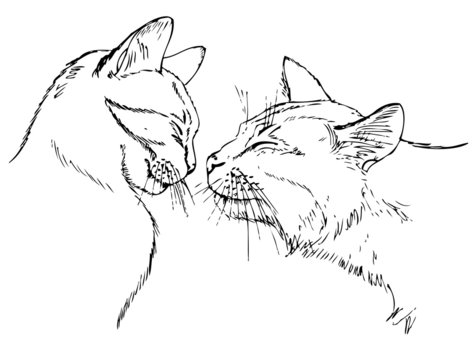 couple in love cats