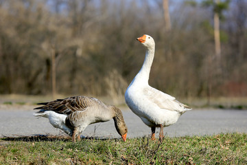 Obraz na płótnie Canvas Gooses on rural farm
