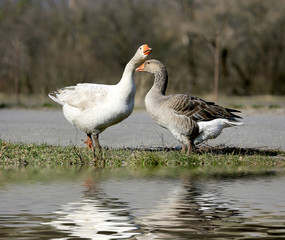 Obraz na płótnie Canvas Gooses on pasture