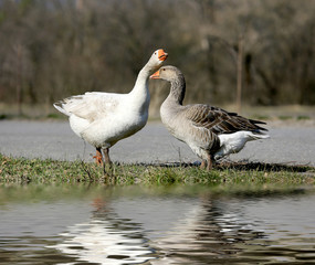 Obraz premium Gooses on pasture