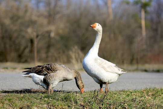 Gooses on rural farm