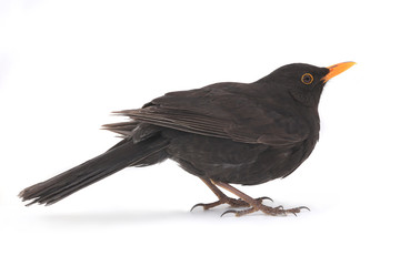 blackbird