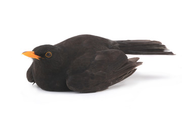 blackbird