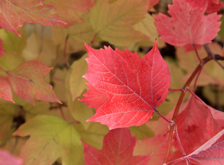 Autumn colors. Red leaf of viburnum