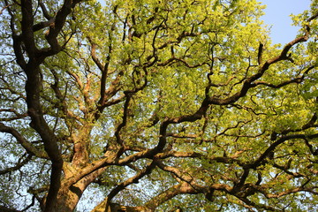 Quercus robur / Stieleiche / Äste mit jungem Laub