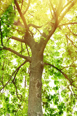 Beautiful tree with sun rays