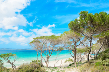 Fototapeta na wymiar pine forest by the shore in Maria Pia beach