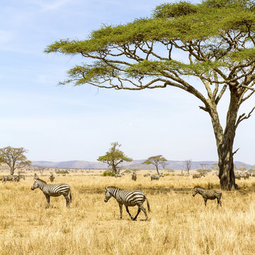 Fototapeta Zebras eats grass at the savannah in Africa