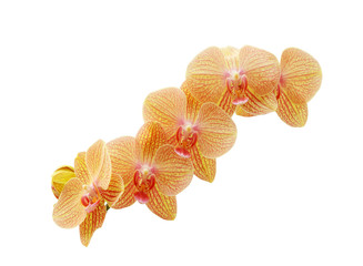 yellow orchid flower isolated