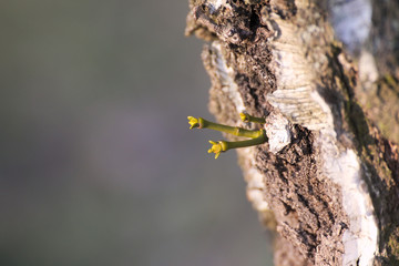 Young sprout of the european mistletoe (Viscum album) growing from the furrowed bark of a birch
