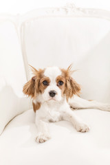 Fototapeta premium Cavalier King Charles Spaniel auf einem Sessel