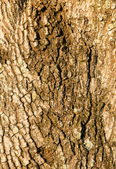 Detail of old wood tree texture background, wood skin