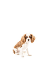 Fototapeta premium Cavalier King Charles Spaniel