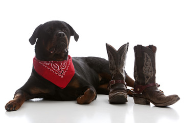 Fototapeta premium Western Rottie