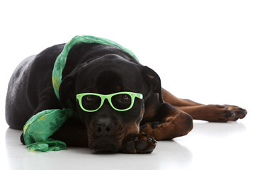 St Patrick's Day Rottie
