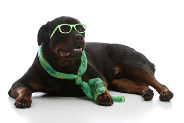 St. Patrick's Day Rottie