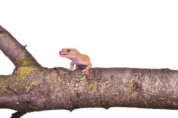 Crested gecko sitting on a branch isolated