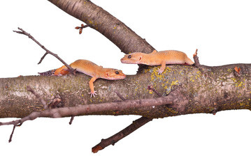 Two crested gecko sitting on a branch isolated