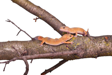 Two crested gecko sitting on a branch isolated