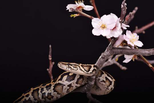butter ball royal python moorish viper boa snake on a branch