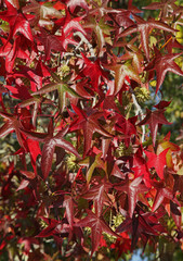 Fototapeta premium Liquidambar en automne