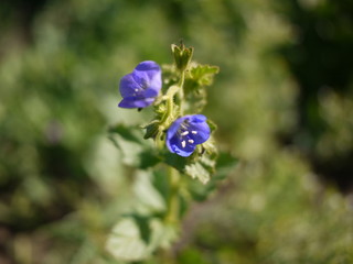 アメリカ・カリフォルニアの青い花