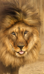 lion shows tongue.