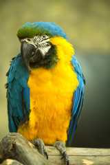 Obraz premium macaw sitting on a branch.