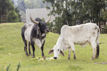 res vacas