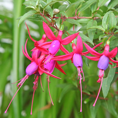 Fuchsia