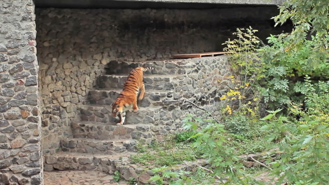 Amur tiger gets up and goes down stone stairs