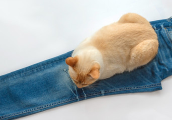 cat on jeans