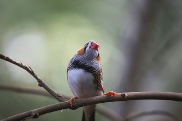 Male zebra finch (Taeniopygia guttata) sitting on a twig