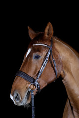 Fototapeta premium horse isolated on black