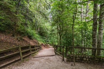 Obraz premium Walking in the green