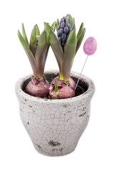 Kwiat ze świątecznym akcentem © FotoKieltyka.pl