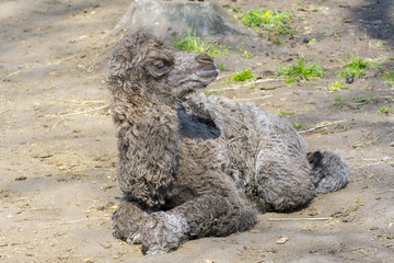 Fototapeta premium Bactrian camel (Camelus bactrianus) calf