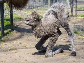Bactrian camel (Camelus bactrianus) calf