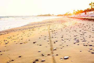 Bicycle tire tracks on sandy sea beach..