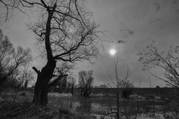 Black and white landscape showing old creepy forest in autumn