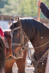Obraz premium Portrait of a horse p