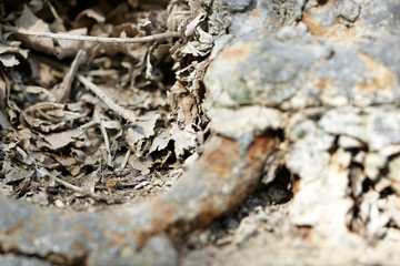 Macro view of wooden bark texture