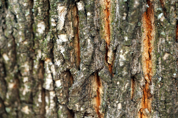 Macro view of wooden bark texture