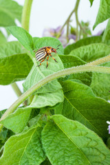 Colorado potato beetle