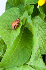 Colorado potato beetle