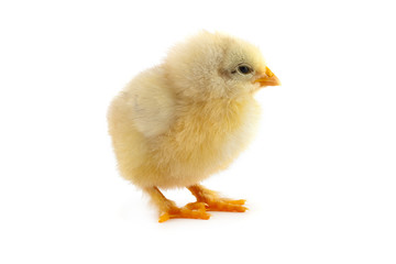 The yellow small chick
